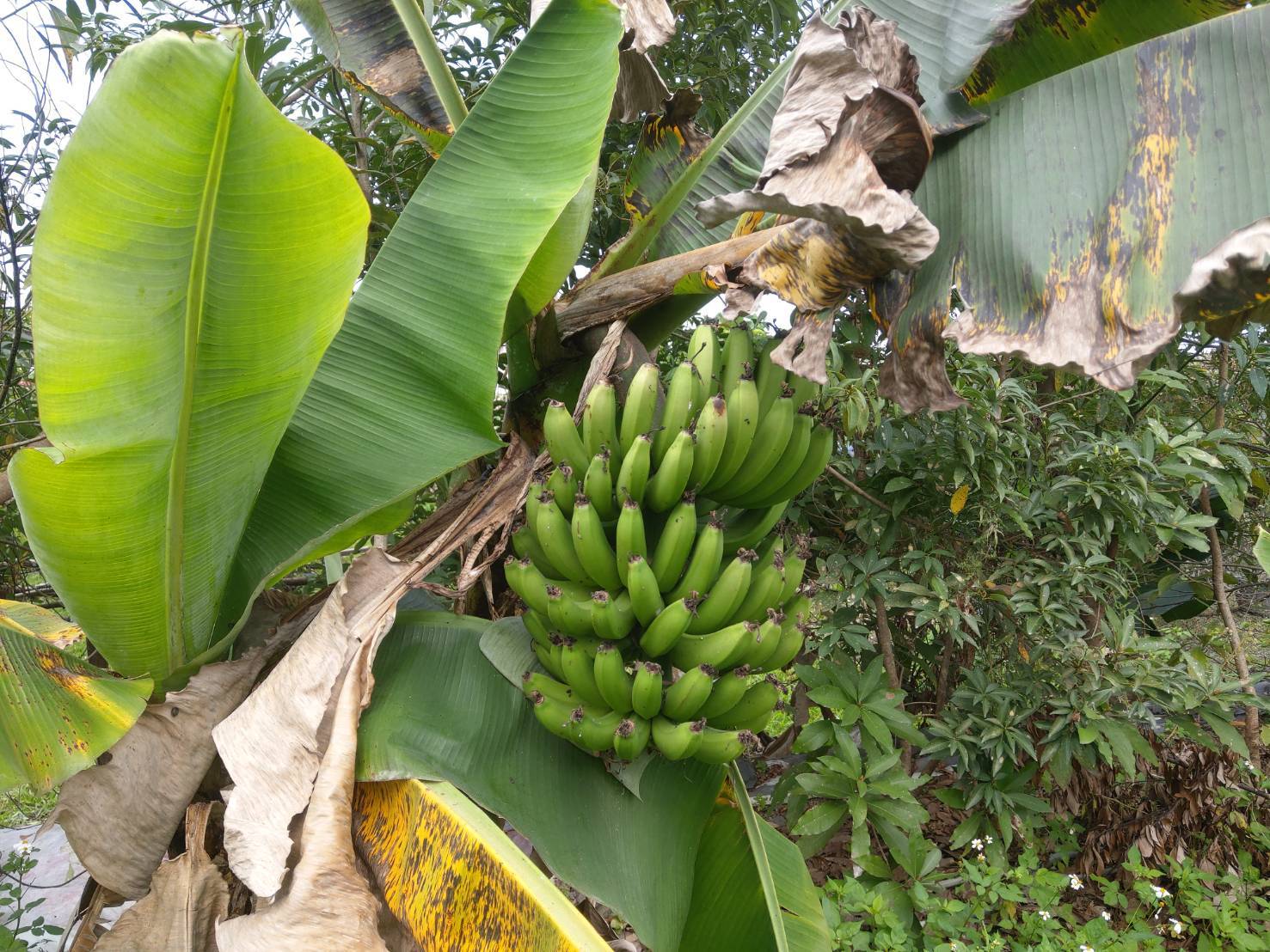 0316永松老師訪視冬山鄉友善耕作香蕉農園