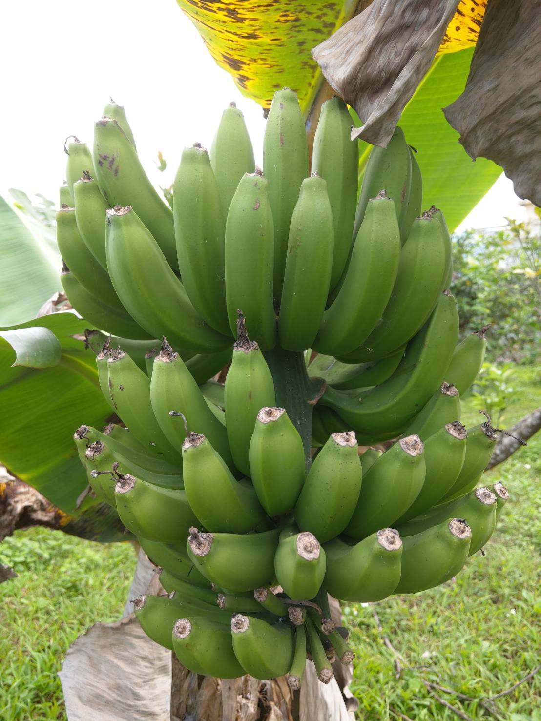 0316永松老師訪視冬山鄉友善耕作香蕉農園